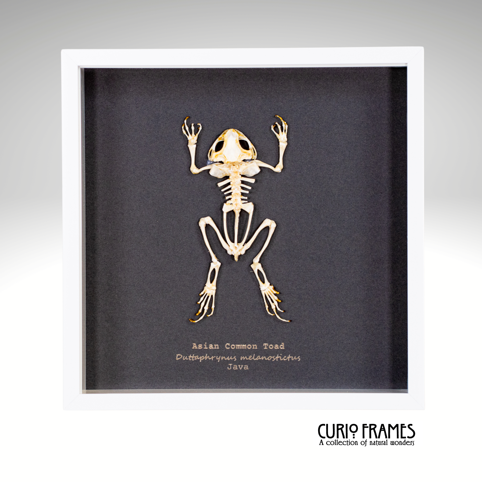 Asian Common Toad Skeleton