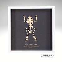 Asian Common Toad Skeleton