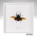Atlas Beetle