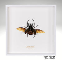 Atlas Beetle