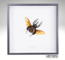 Atlas Beetle