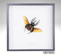 Atlas Beetle