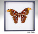 Atlas Moth