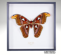 Atlas Moth