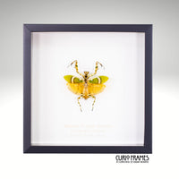 Banded Flower Mantis