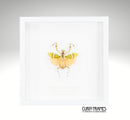 Banded Flower Mantis