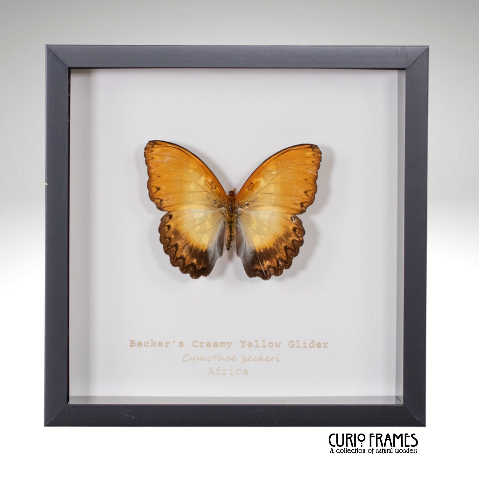 Becker's Creamy Yellow Glider