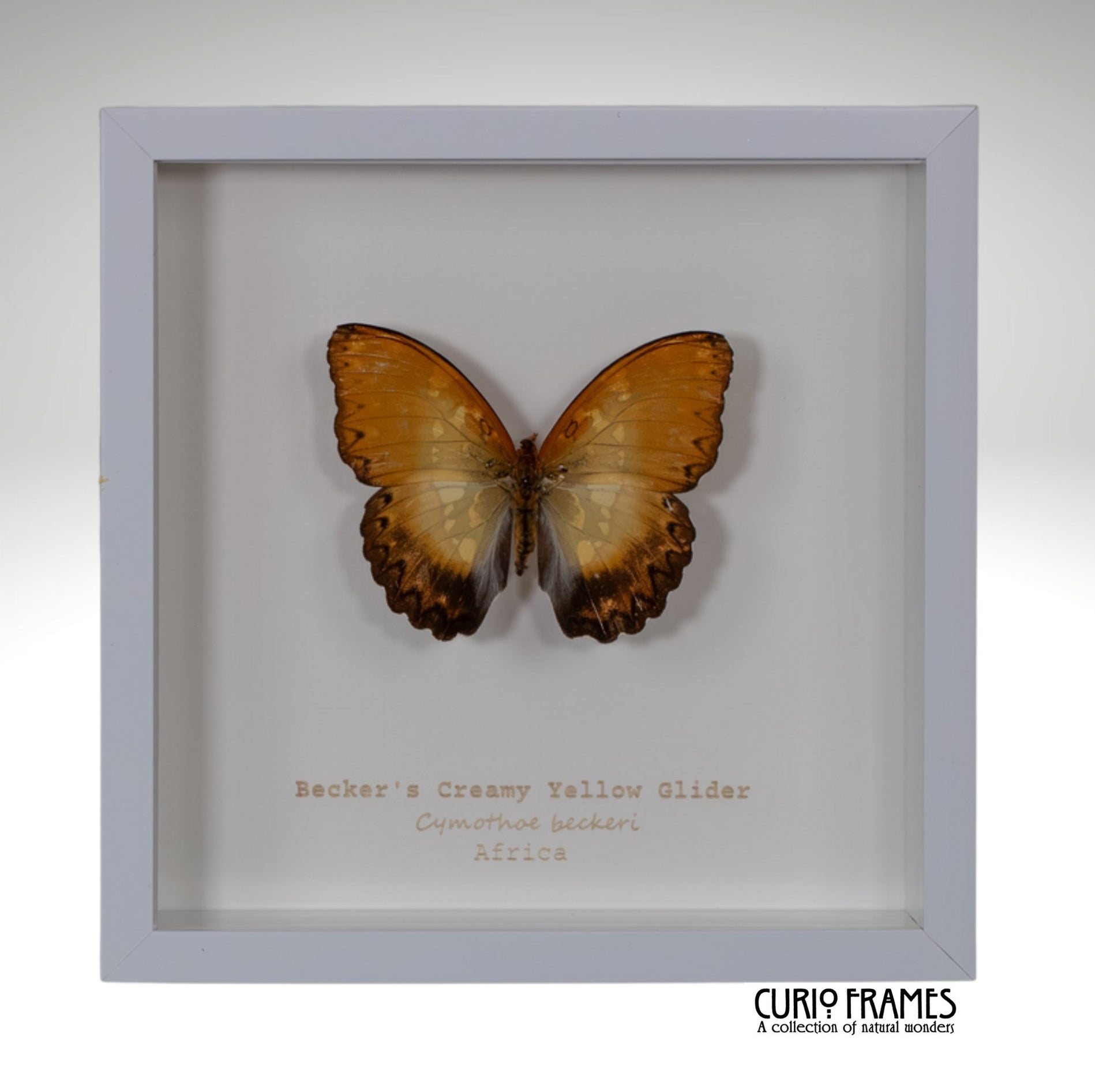 Becker's Creamy Yellow Glider