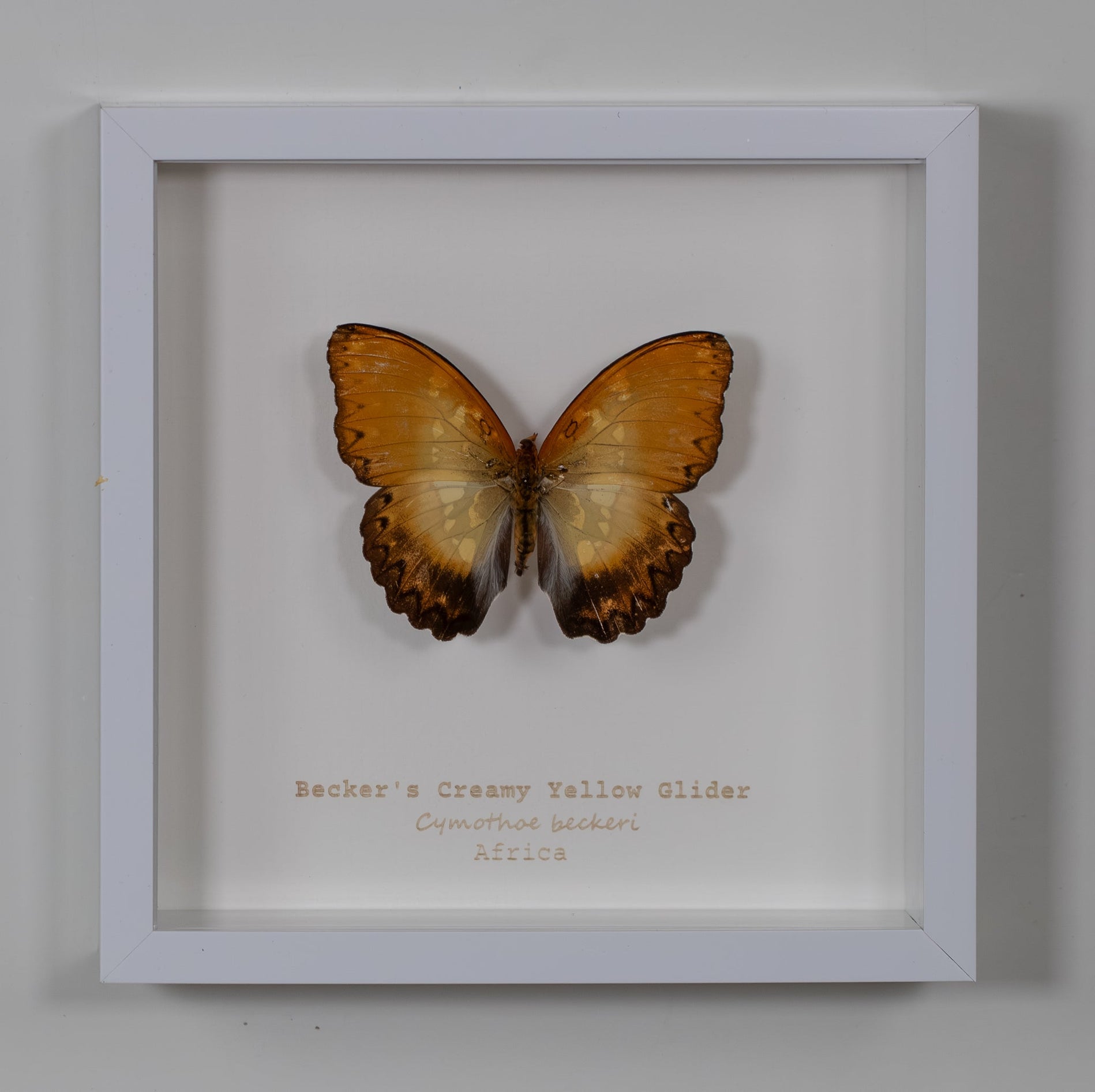 Becker's Creamy Yellow Glider