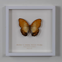 Becker's Creamy Yellow Glider