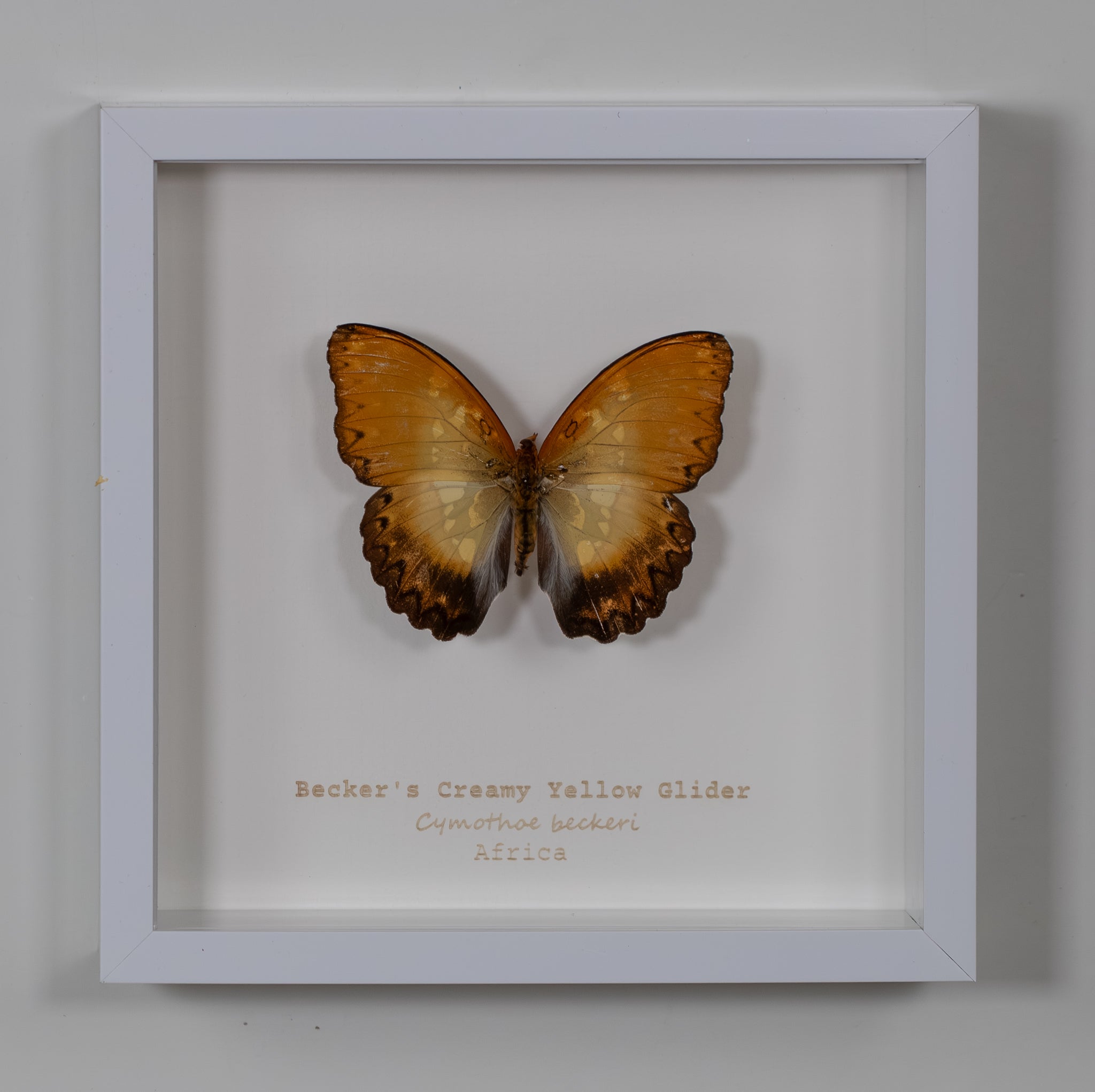 Becker's Creamy Yellow Glider
