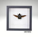 Black Spotted Flower Beetle