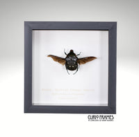 Black Spotted Flower Beetle