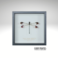 Black Tipped Damselfly