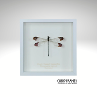 Black Tipped Damselfly