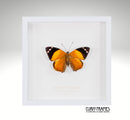 Blomfilds Beauty