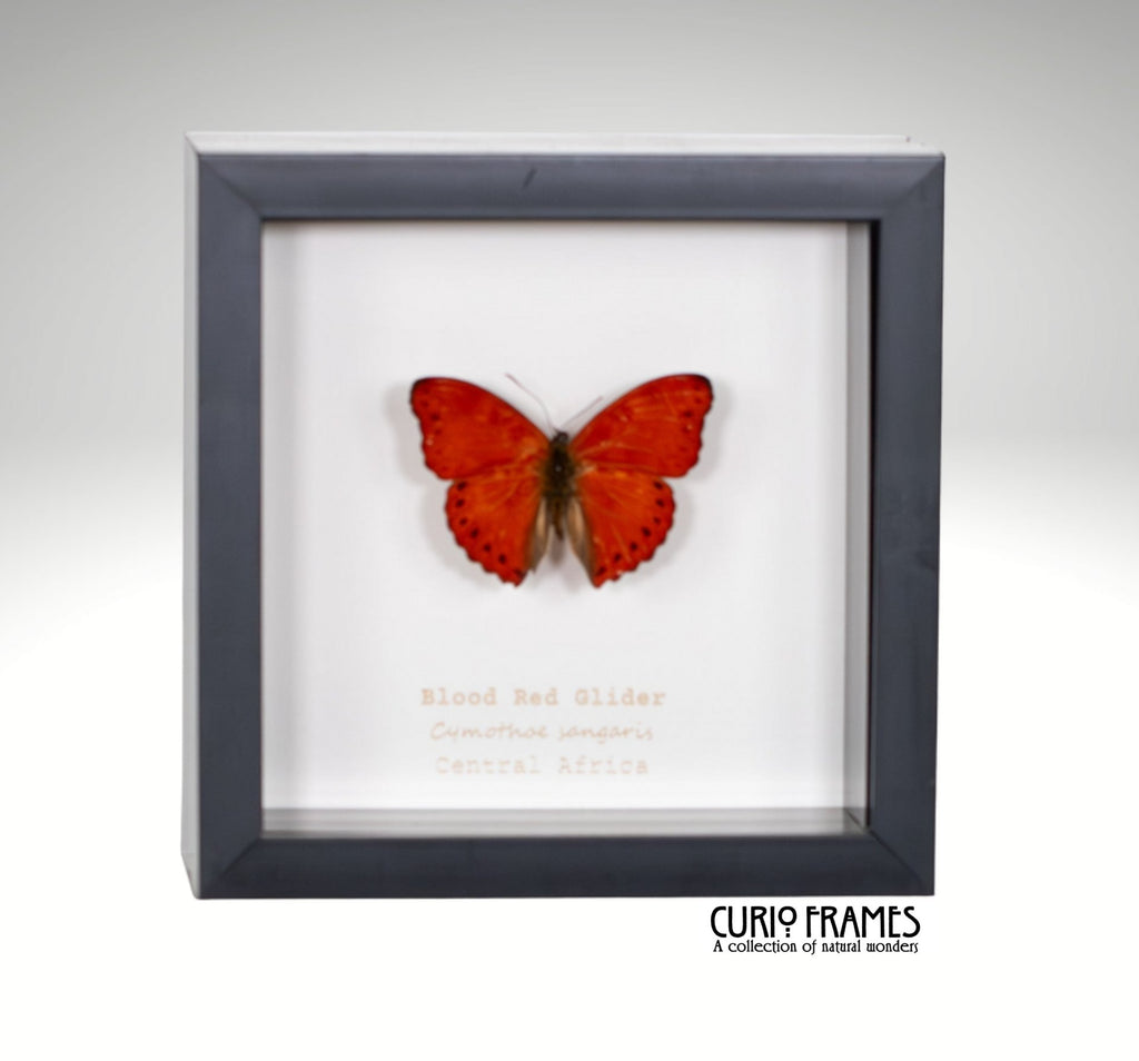 Butterflies – Curio Frames