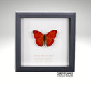 Blood Red Glider