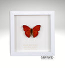 Blood Red Glider