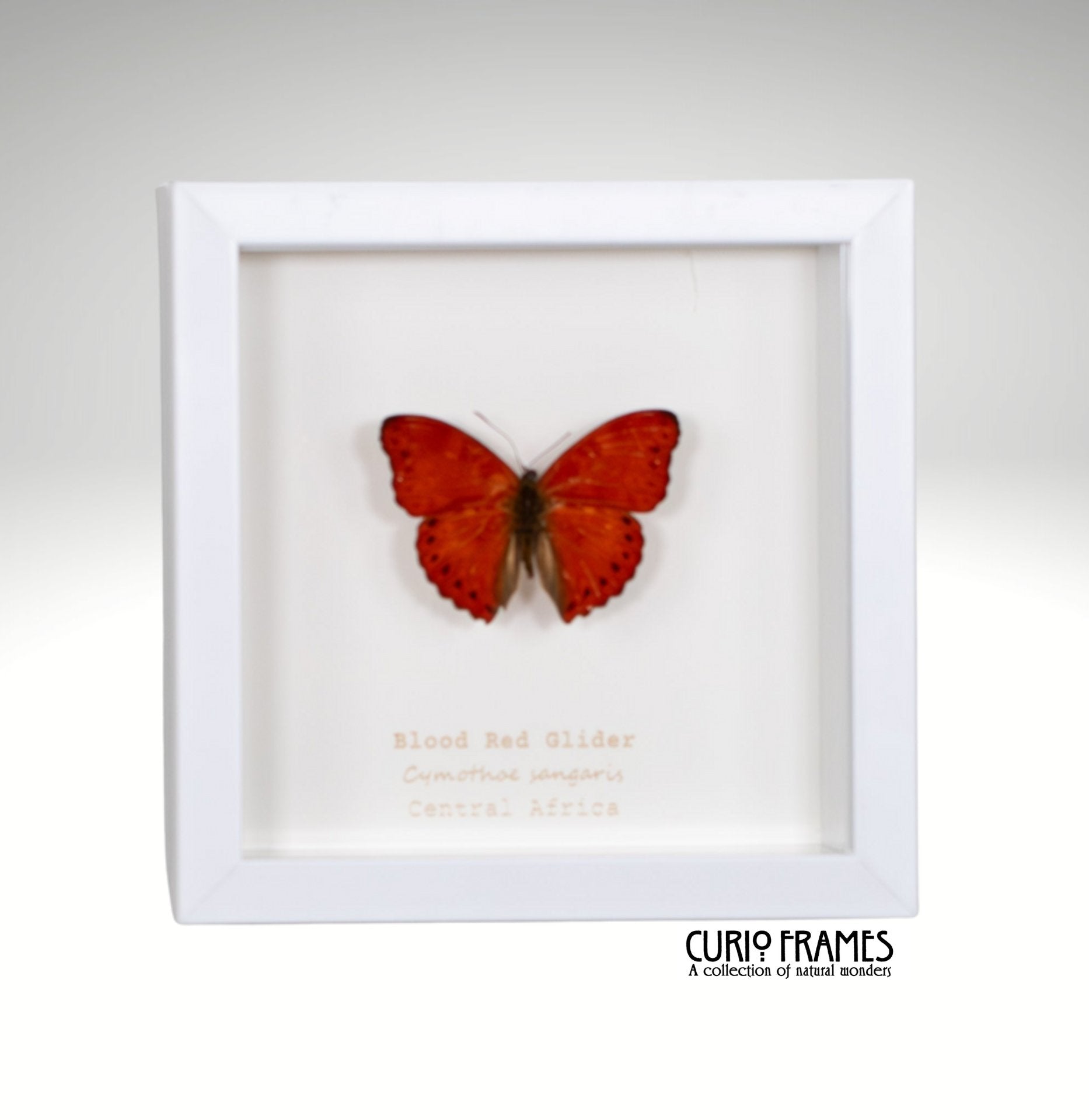 Blood Red Glider