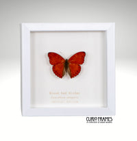 Blood Red Glider