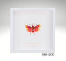 Blood Red Lanternfly