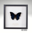 Blue Charaxes