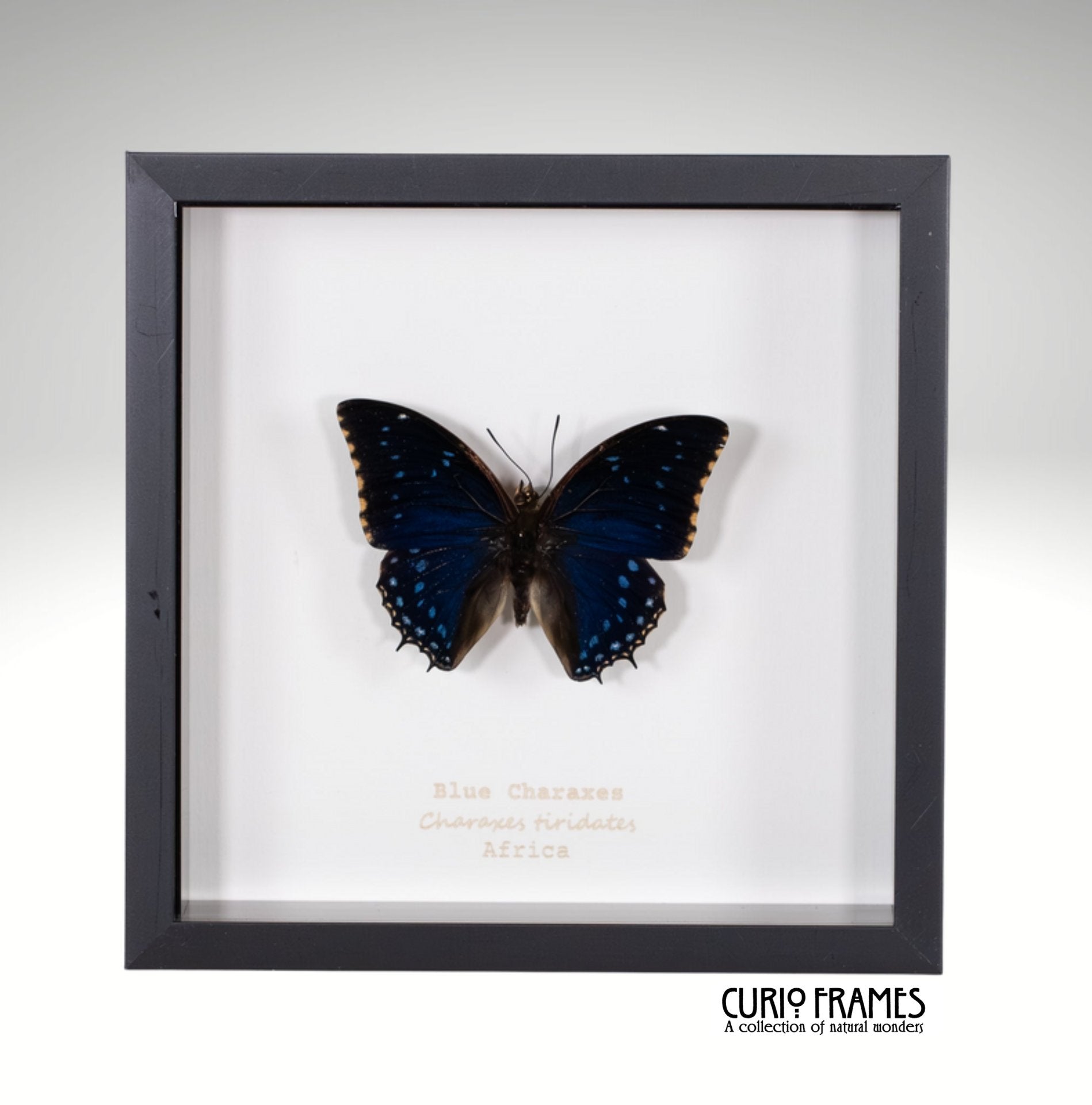 Blue Charaxes