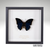 Blue Charaxes