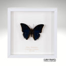 Blue Charaxes