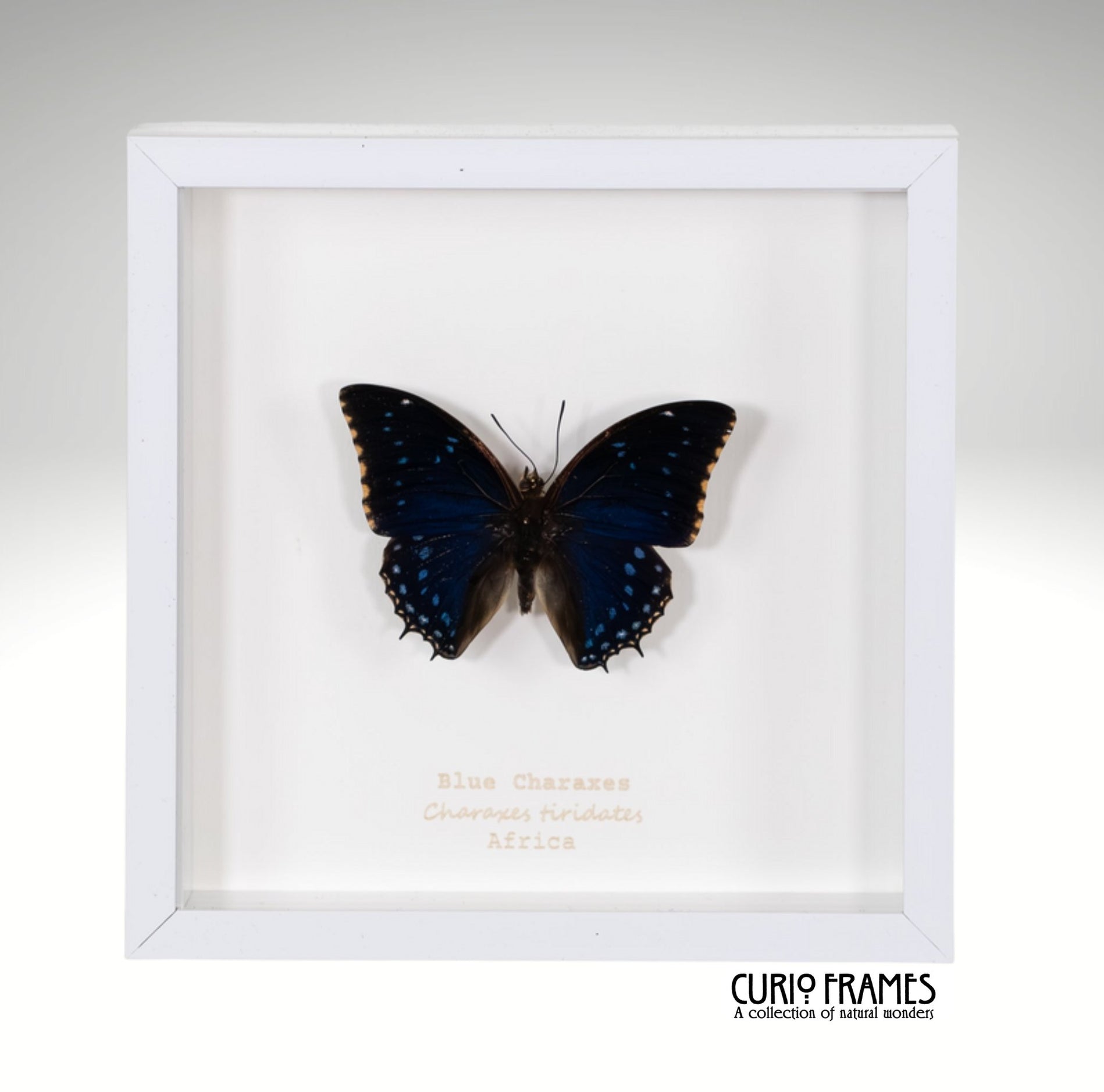 Blue Charaxes