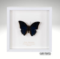 Blue Charaxes