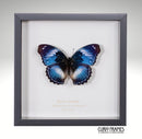 Blue Diadem