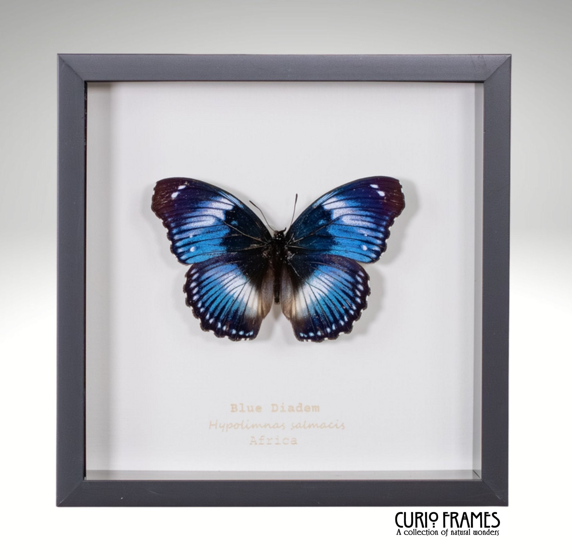 Blue Diadem