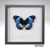 Blue Diadem