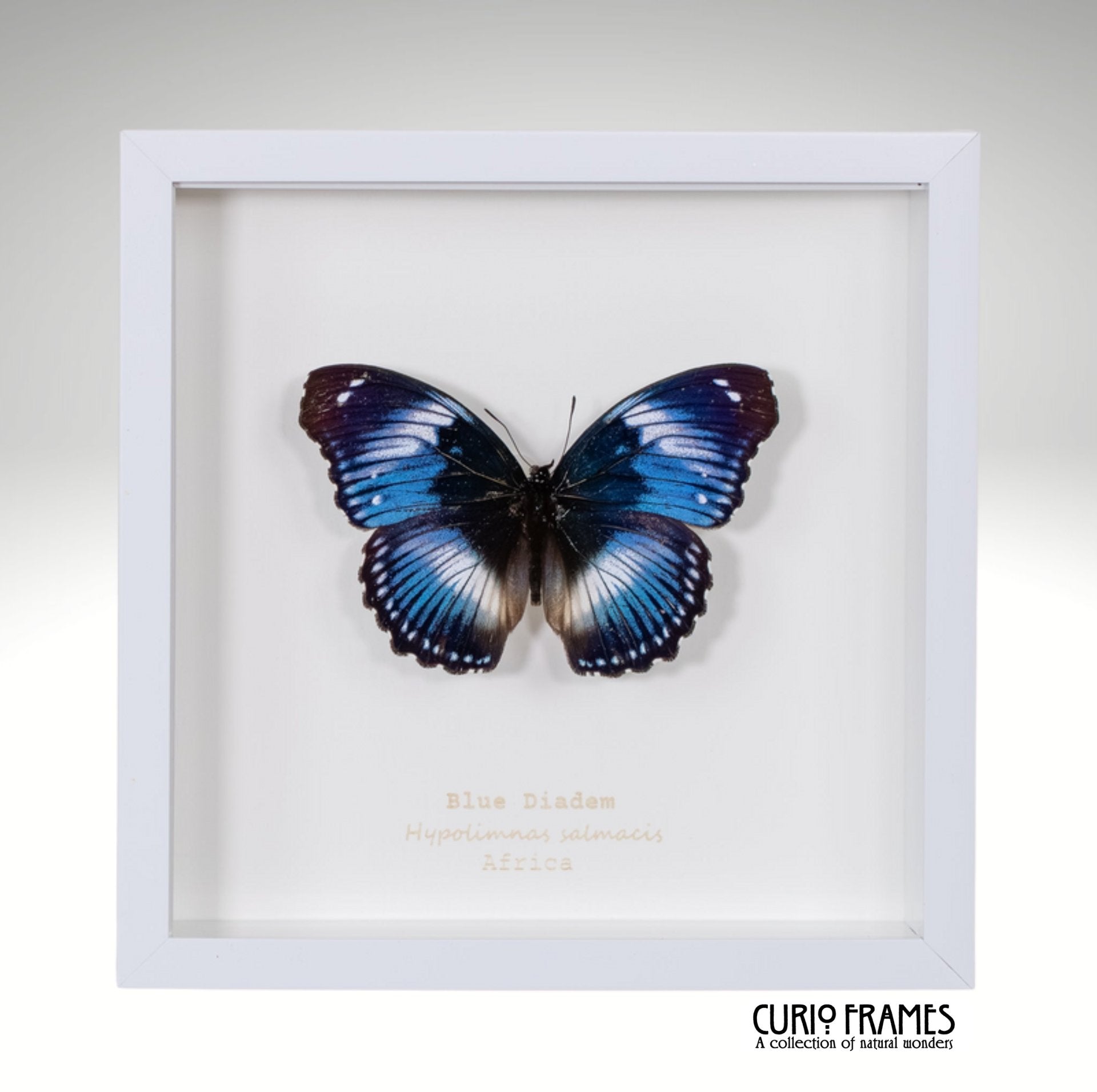 Blue Diadem