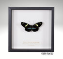 Blue Doris Longwing