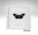 Blue Doris Longwing