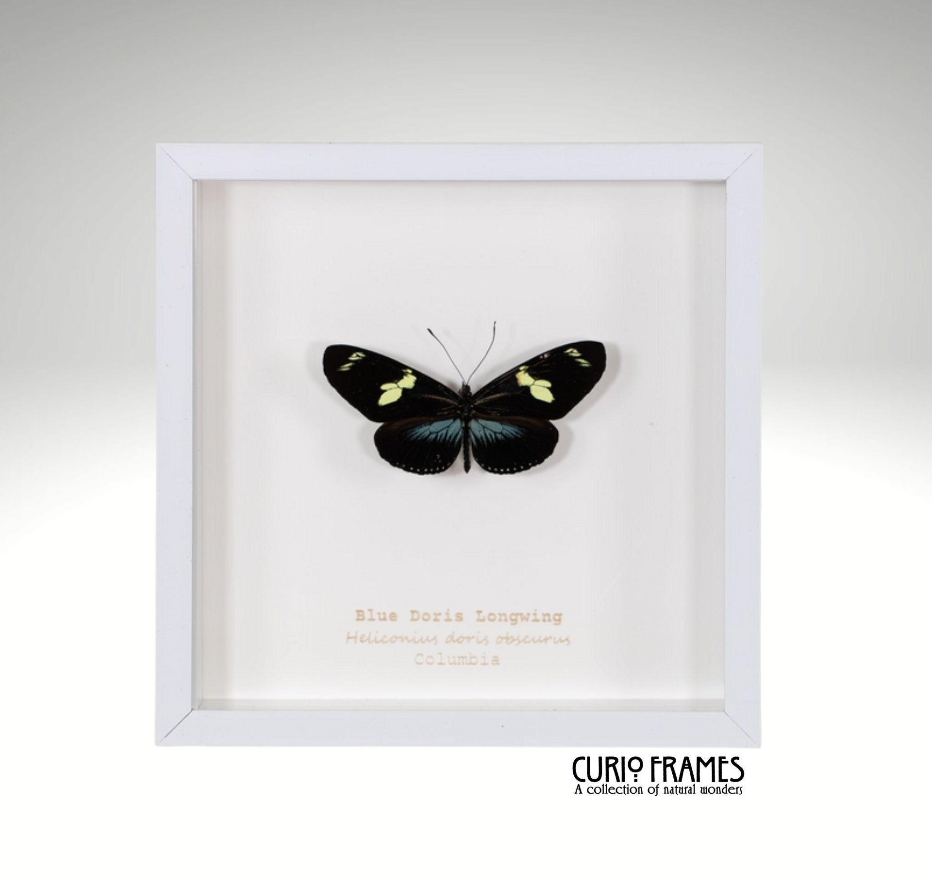 Blue Doris Longwing