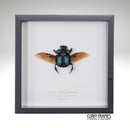 Blue Dung Beetle