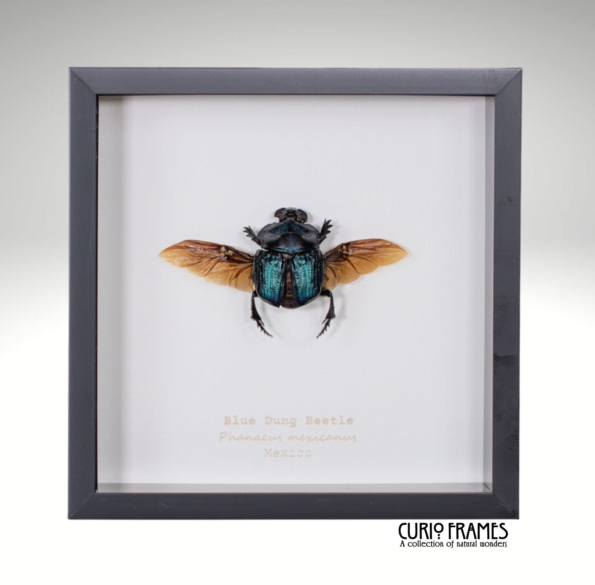 Blue Dung Beetle