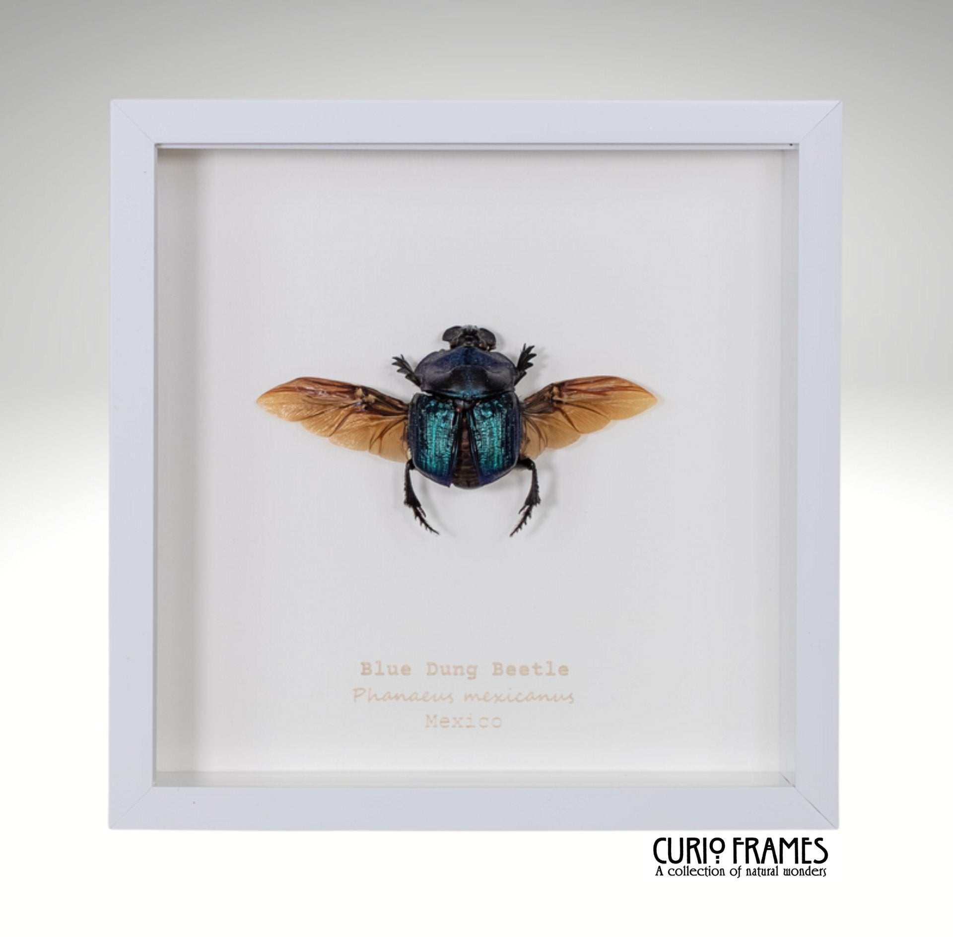 Blue Dung Beetle
