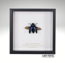 Blue Jewel Beetle