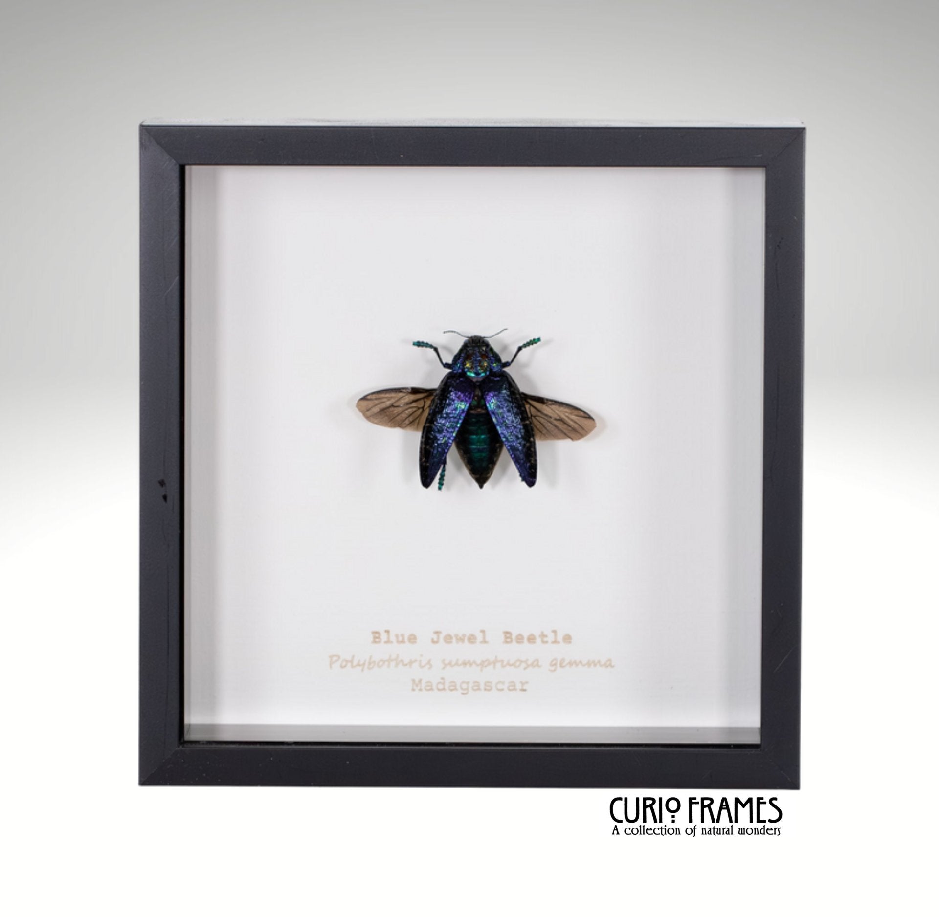 Blue Jewel Beetle