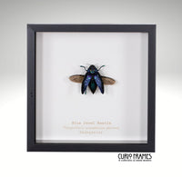 Blue Jewel Beetle