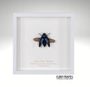 Blue Jewel Beetle