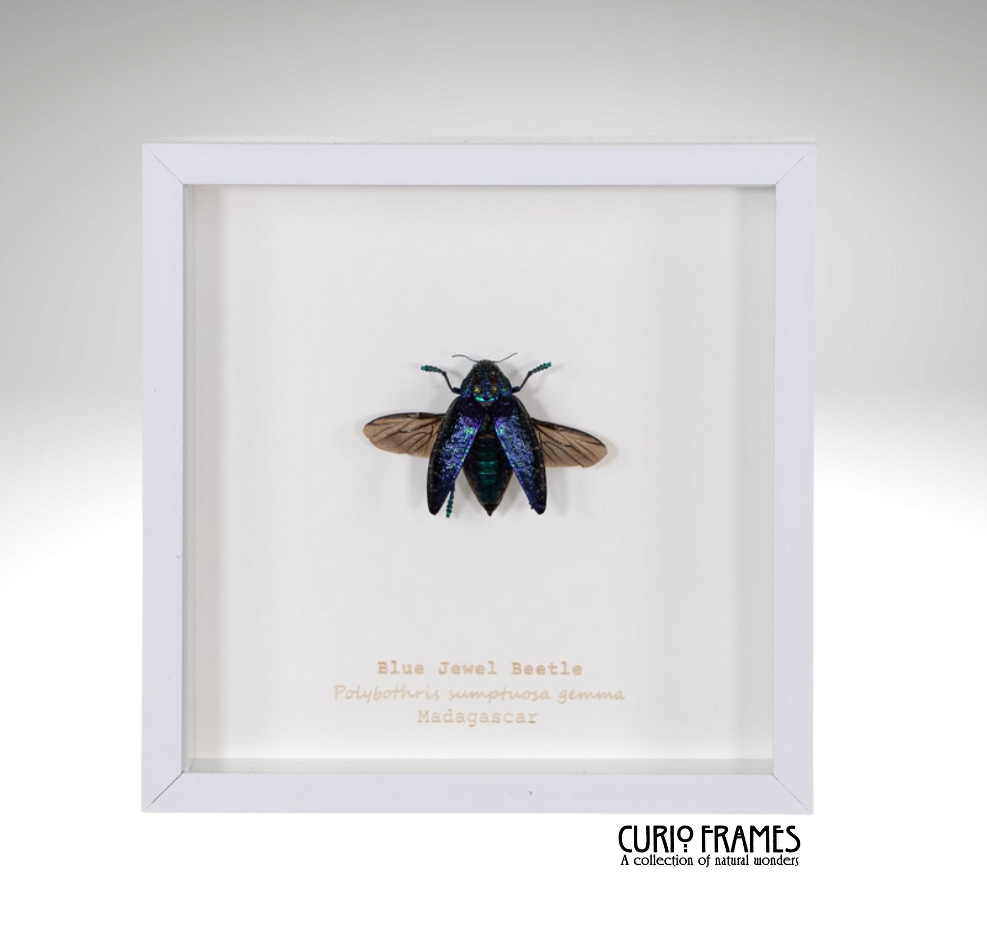 Blue Jewel Beetle