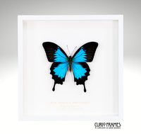 Blue Mountain Swallowtail