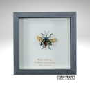 Blue Weevil