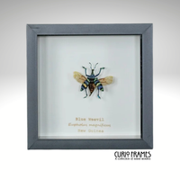 Blue Weevil